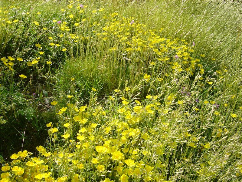 Helianthemum nummularium photo